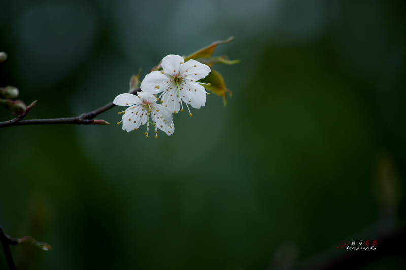 1樱桃花３.jpg